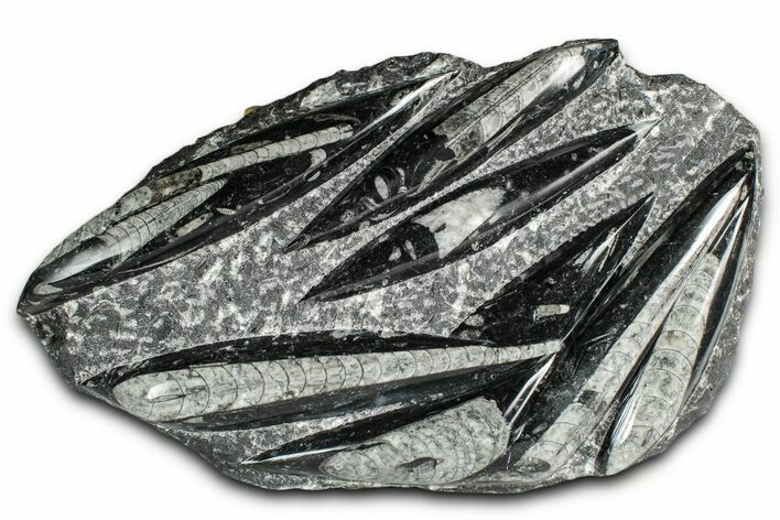 Polished Fossil Orthoceras (Cephalopod) Plate - Morocco #352973